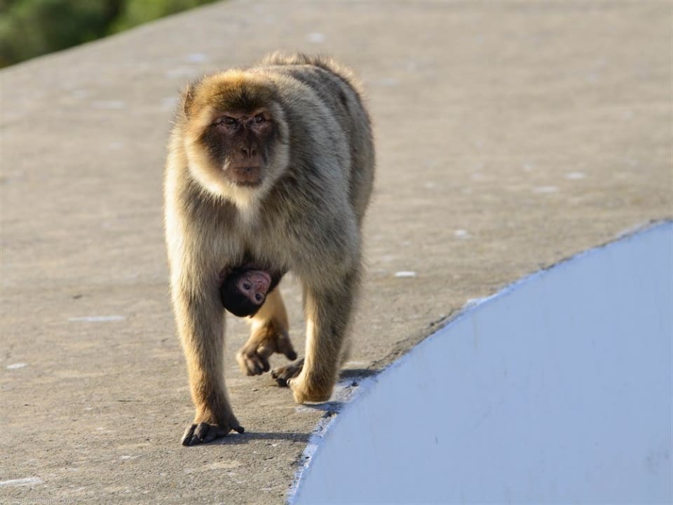 Monkey with baby