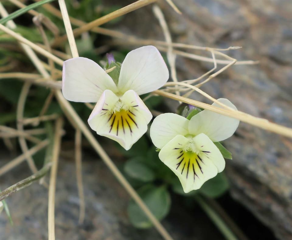 Viola crassiuscula - Sierra Nevada Violet