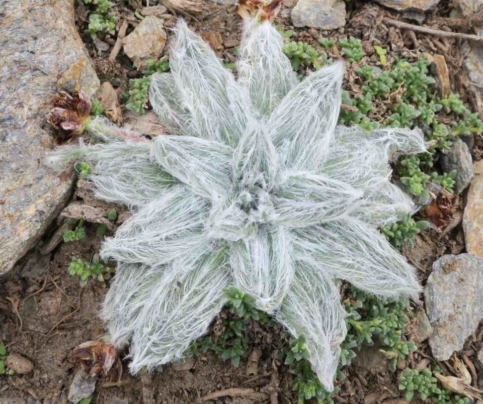 Plantago nivalis - Star of the snows