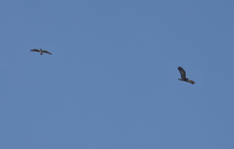 Bonelli's Eagle chasing Golden Eagle