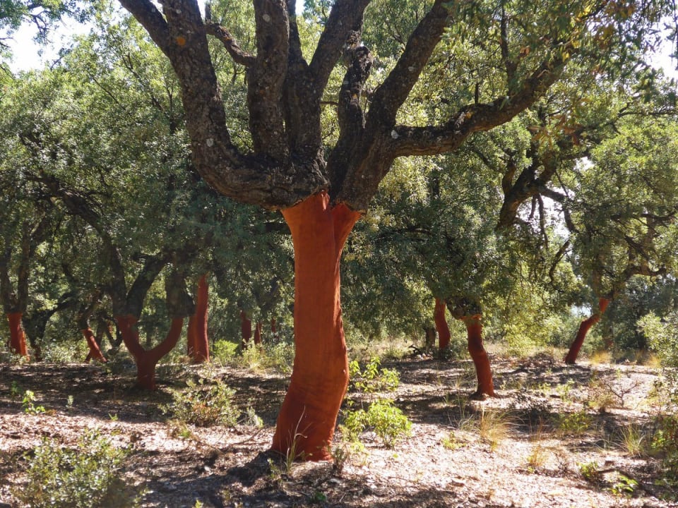 More cork oaks