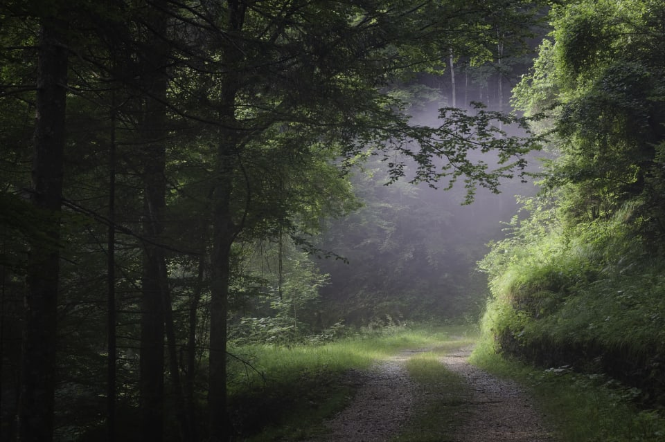 A gap in the forest filled with morning mists