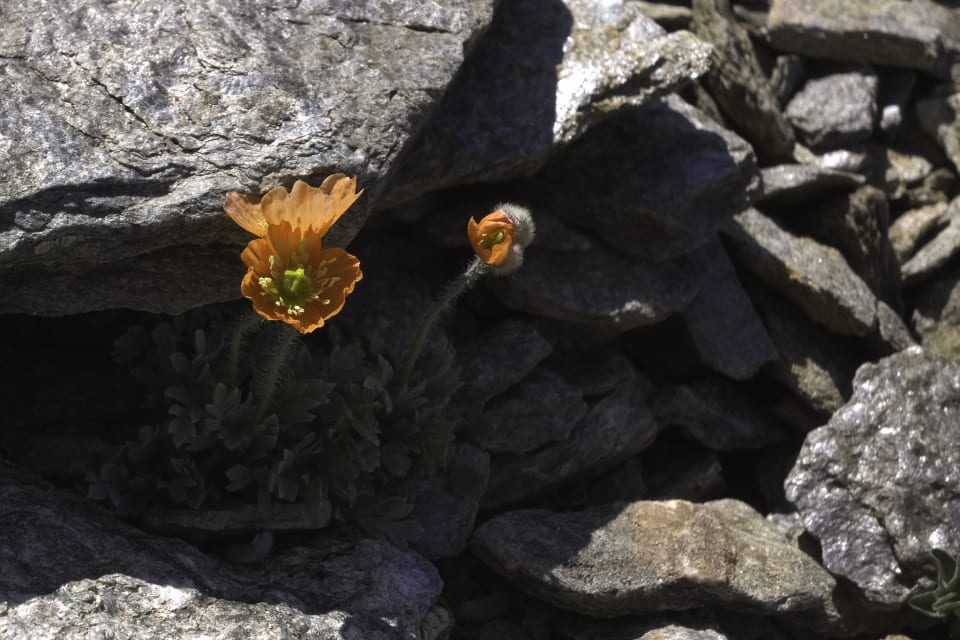 The Sierra Nevada Poppy