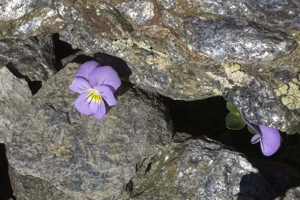 Violeta de Sierra Nevada