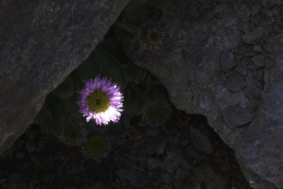 Zamárraga, erigeron de Sierra Nevada