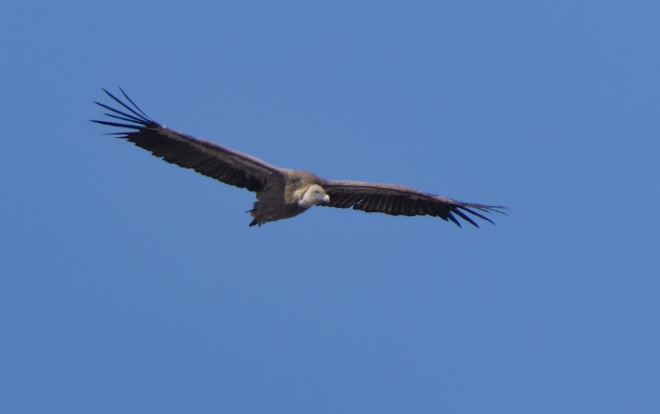 Griffon Vulture pre dusk