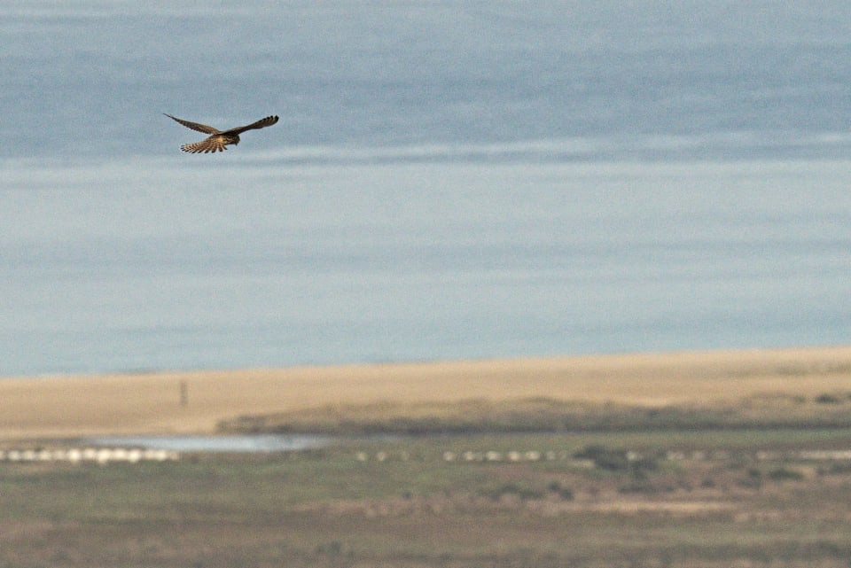 Kestrel hovering over Tarifa beach