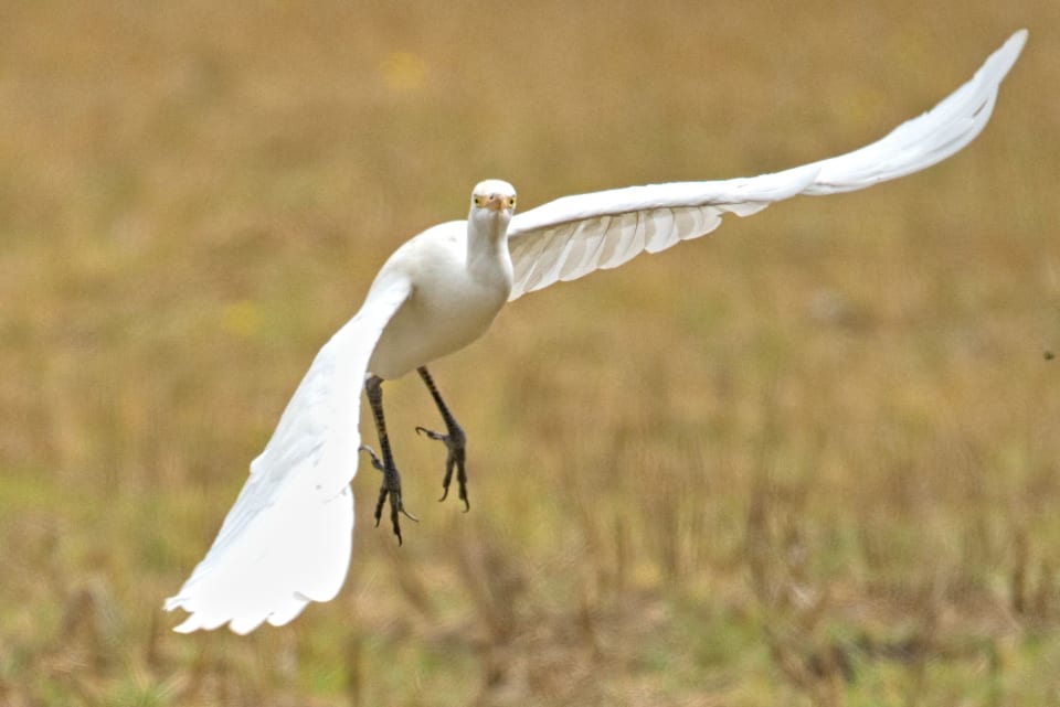 Startled looking Cattle Egret