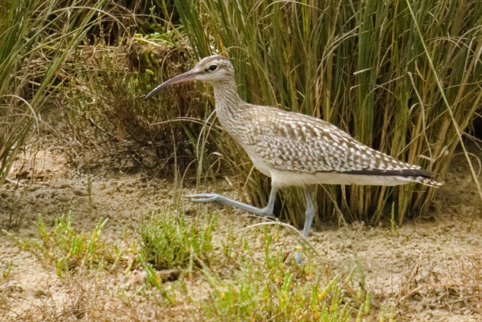 Whimbrel (Evidently!)