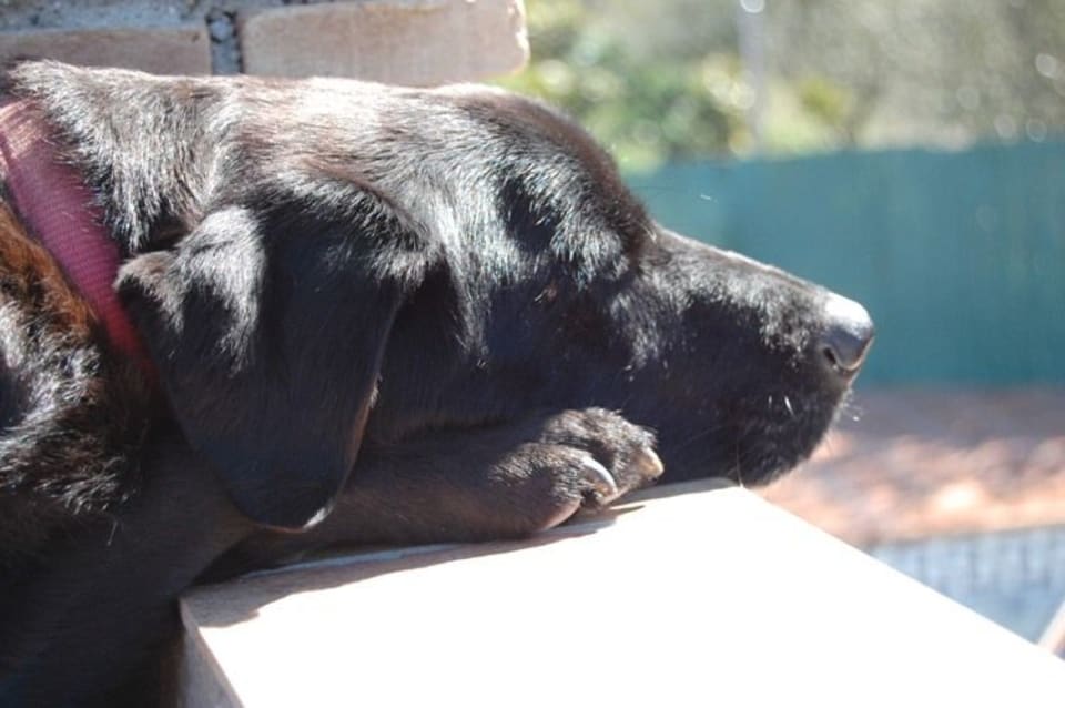 Rocky the Labrador