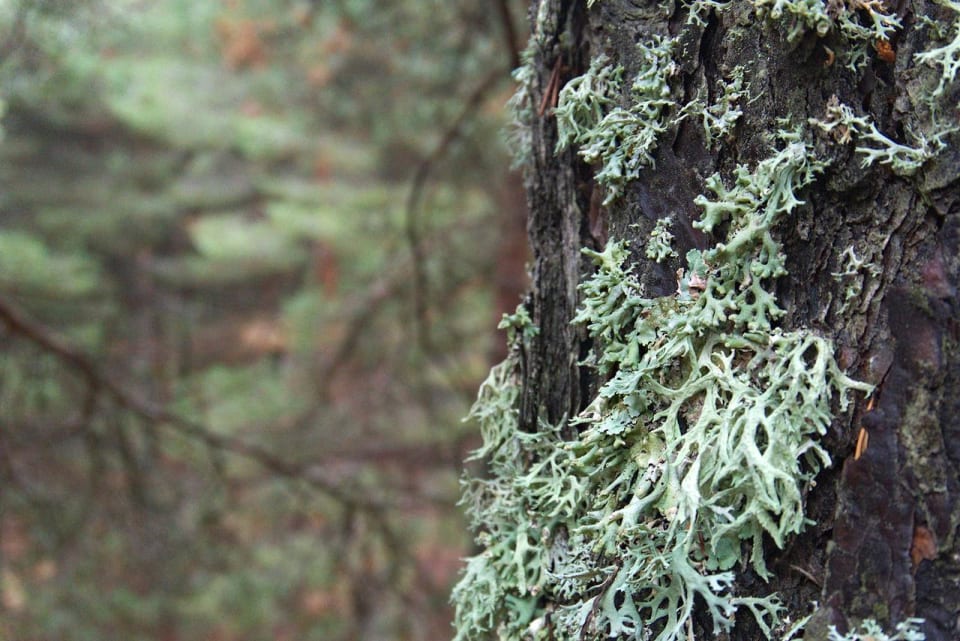 Lichen on bark