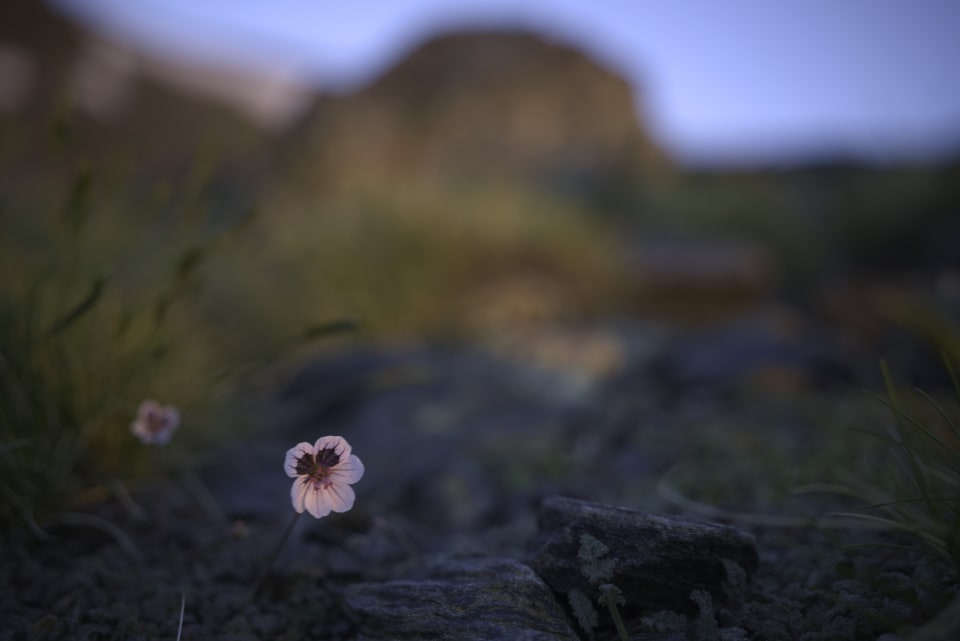 No idea what this is, apart from the fact it's very pretty