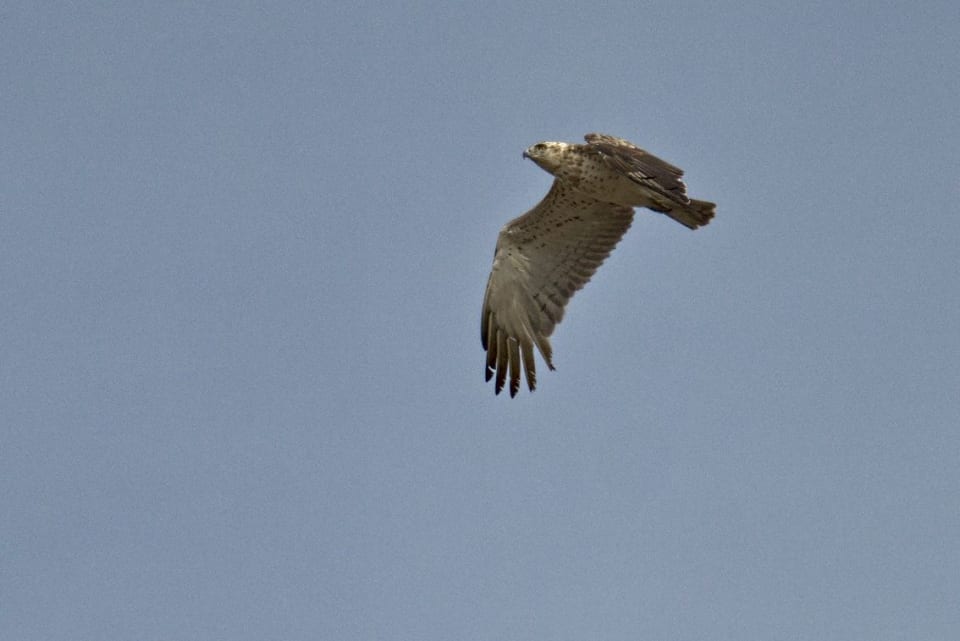 Migration Time in the Straits