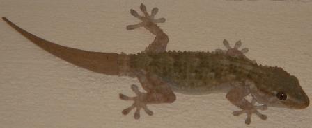 Moorish Gecko
