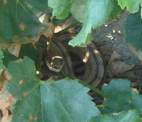 Snakes in the garden!