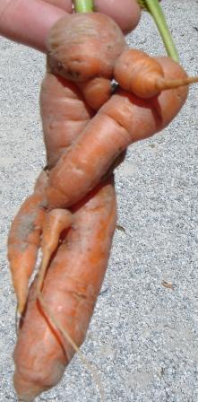 Carrots - where did it all go wrong!