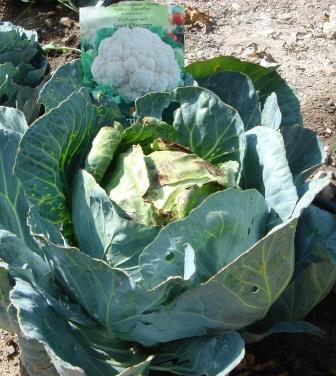 Veggie News