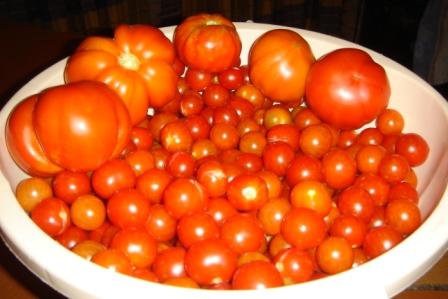 Tomatoes