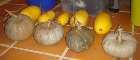 Pumpkins and Squash