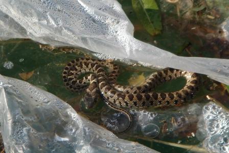 Look what I found in the swimming pool!
