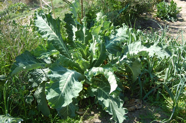 Veggie News - White Broccoli