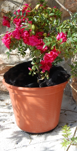 Taz the cat