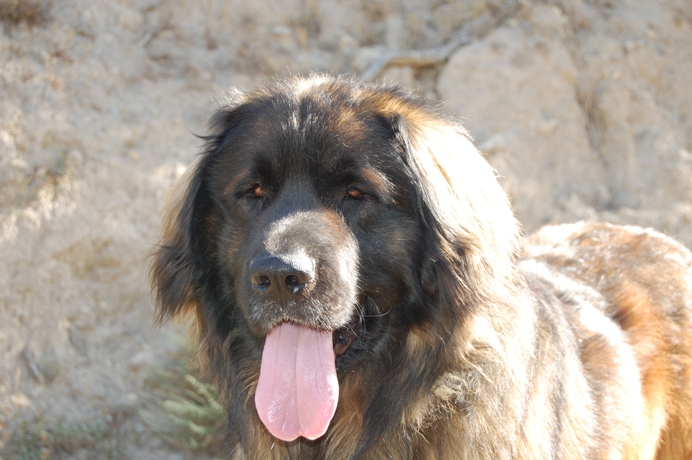 Some nice photos of Khumbu & Bruno
