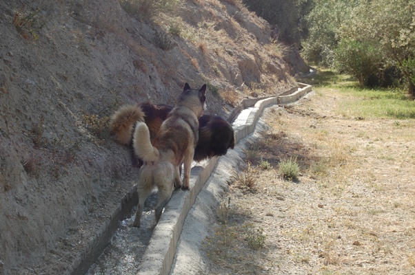 Khumbu, Bruno & the acequia