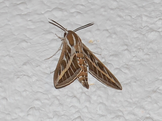 Moths - striped hawkmoth, small blood vein, purple marbled & leopard moth