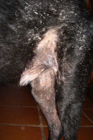 Our Experience With Canine Leishmaniasis