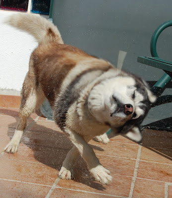 Todays photos of the dogs, Tapa, Khumbu & Bruno