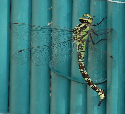Dragonfly - Southern Hawker (Aeshna cyanea)