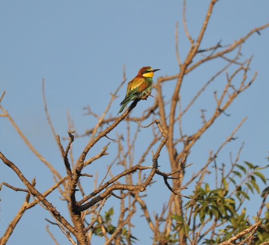 Bee Eaters