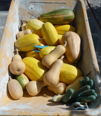 Squash anyone! Squash anyone!