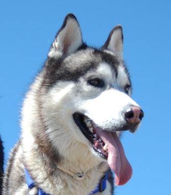 Battle of wills - Siberian Husky V Human. . . . .