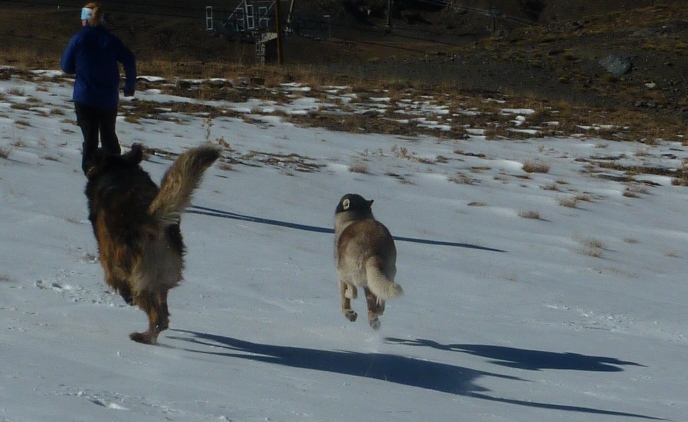 A doggie day out in the mountains