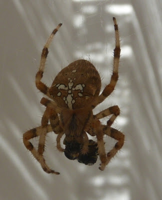 Spider - Araneus diadematus