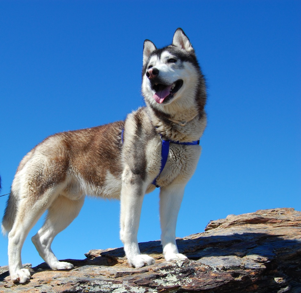 Happy Birthday Khumbu - 3 today