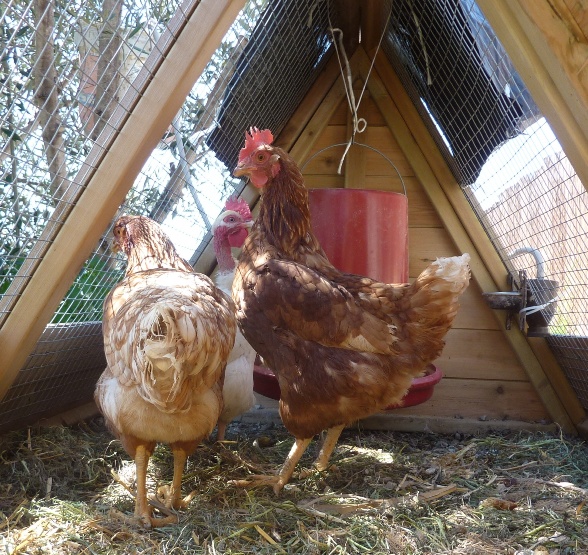 We got chickens!