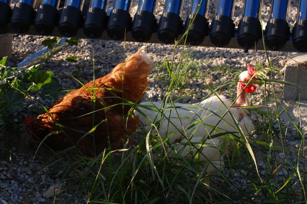 An update on the chickens