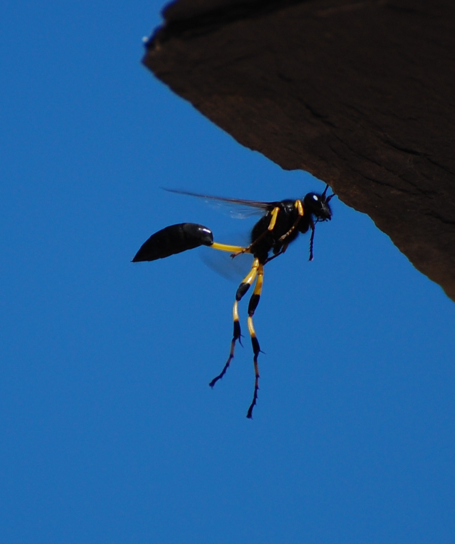 Thread-waisted Wasp (Sceliphron spirifex)