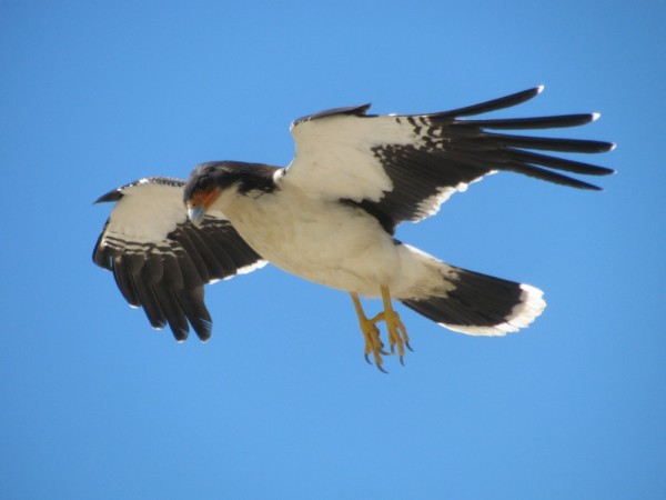 White-throated Caracara in Patagonia