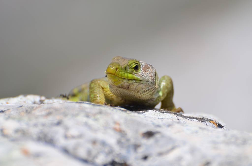 The day I met an Ocellated Lizard