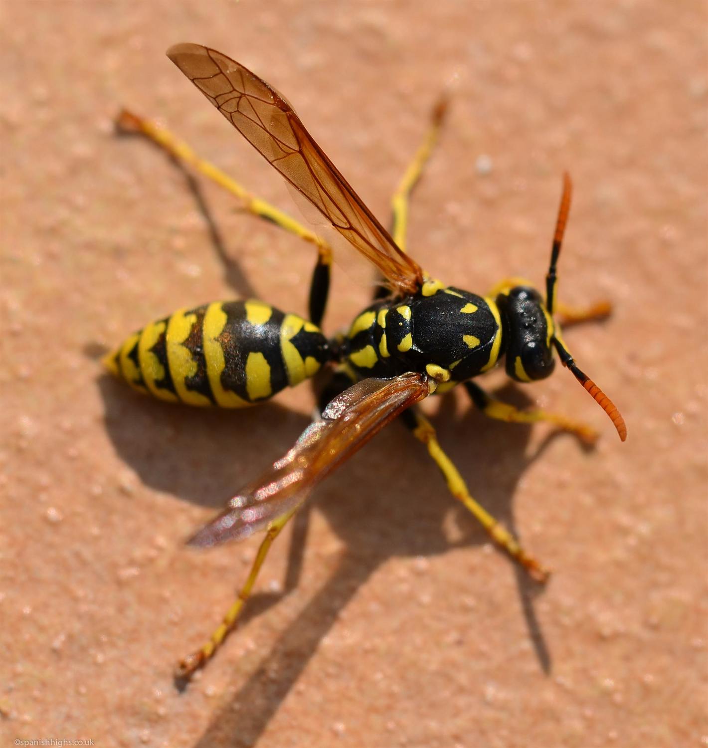 Macro - Wasp