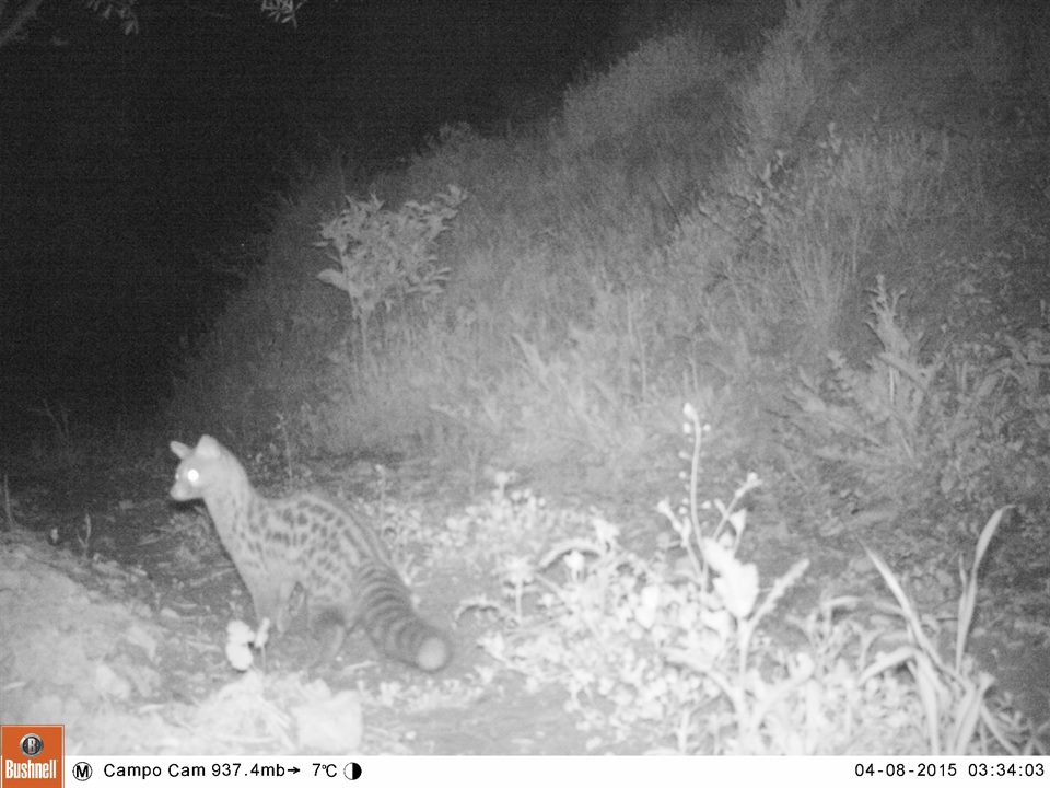 What night time visitors do we get in the garden?