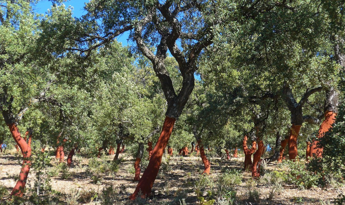 A walk through a cork oak forest A walk through a cork oak forest