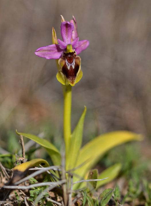 Sawfly Orchid (Ophrys tenthredinifera)