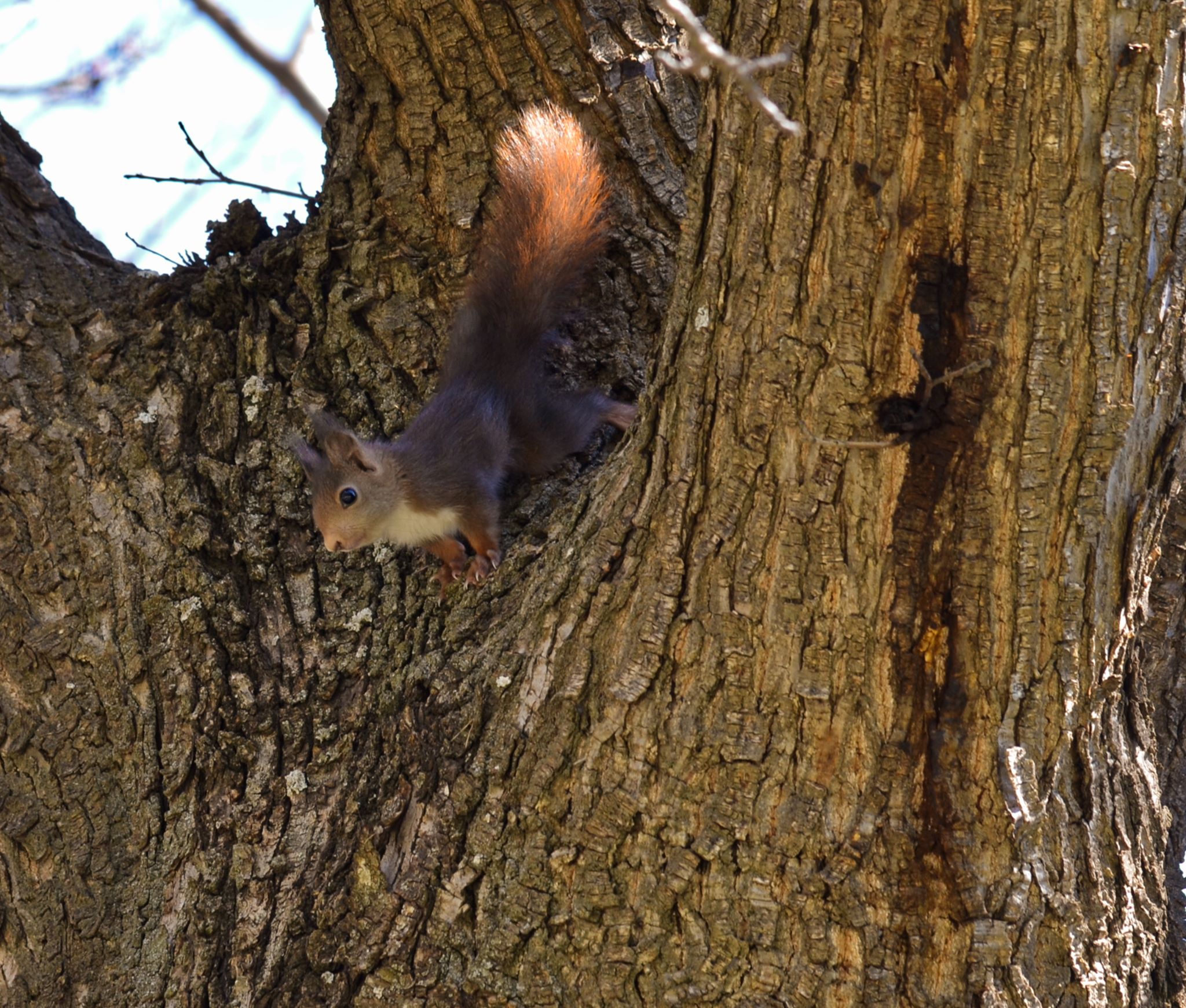 Red Squirrel