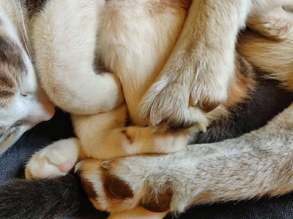 Feety feet