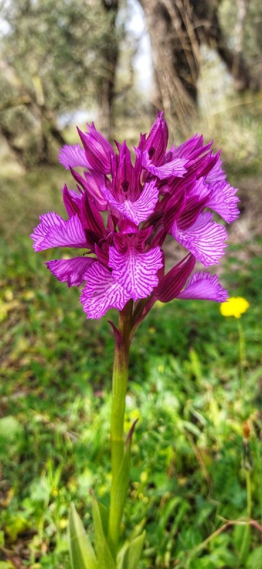 Pink Butterfly Orchid (Orchis papilionacea)